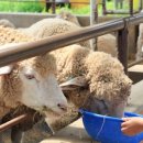 양평목장 이미지