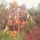 나무나무 이미지