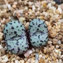 스테이너와 이미지