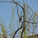 봉명축사 이미지