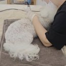 화아로마 | [내돈내산] 하남 미사 강아지 아로마마사지 후기｜리듬펫헬스케어 LDM 관리