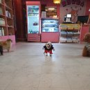 발라당눕스 이미지