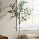 올리브나무 이미지