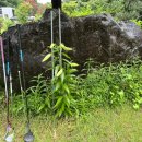 하너미로 이미지