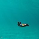 르샤블랑 이미지