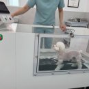 애견 유치원·동물병원 프리미엄 전략, '강아지 수중 트레드밀'의 비즈니스적 가치와 ROI 분석