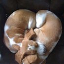 오늘도 귀엽개 이미지