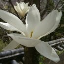 진도개패밀리 이미지