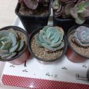 수연슈퍼 이미지