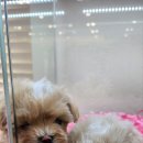 더케이펫 강아지분양 이미지