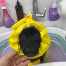 동글동글 애견미용실 이미지