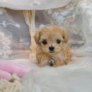 바나개 강아지 고양이 마포점 네이버블로그