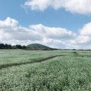 메밀꽃이피었습니다 이미지