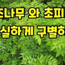 산초나무와 초피나무 구별하기 이미지