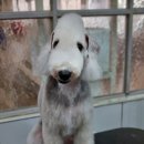 솜솜 애견미용 이미지