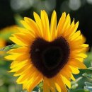 해바라기 하나 이미지