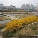 내암리 | 청주시벚꽃거리