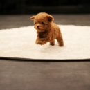 강아지분양 퍼피베이비 이미지