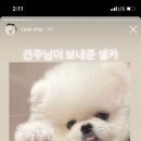 댕집사장 포메라니안 이미지