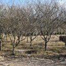 김철2농장 이미지