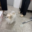 댕쉐프 네이버블로그