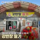 차진열농장 | 청주 가덕면 강반장 딸기 농장 n번째 방문 후기 딸기 수확 체험까지