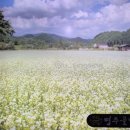 명주골 막국수 이미지