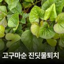 순:코 | <텃밭일기>고구마순 진딧물 제거후기