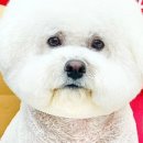 애견미용실 몽 이미지