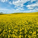 산너머남촌에는 이미지