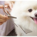 희망애견샵 이미지