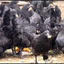 장수오골계 이미지