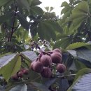 칠엽수(마로니에, horse chestnut) 열매도 익어갑니다 이미지