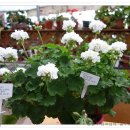 마리아농장 이미지