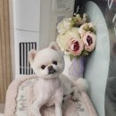 빠몽(PAWMONG) 이미지