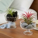 (초등1~2) 컬러로 함께하는 행복한 우리 가족 | 풀나옴 데스크테리어 DIY 테라리움세트 리뷰｜틸란드시아 라미·펌피 택배 후기