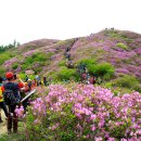 5월 지리산"바래봉"철쭉산행 이미지