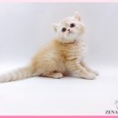 광주고양이분양 제나캣 광주점 이미지