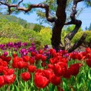연산홍 - 용인시 처인구 한터로 34 | 연산홍
