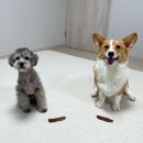 더조은 소프트 이미지