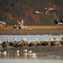 두루미네 이미지