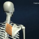 대능형근 (rhomboid major) 이미지