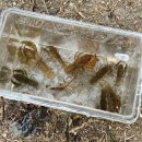 야영장(1) | 강화도캠핑장 함허동천야영장 1박 후기, 명당추천