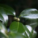 나무숲소 이미지