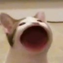 에끌로흐