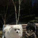 견고하개 이미지