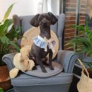 다이아몬독 이미지