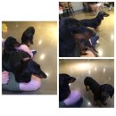 신천 애견 카페 '도그존' :) 반려견 사회성 기르기
