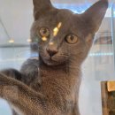 유어펫 강아지분양 고양이분양 본점 이미지