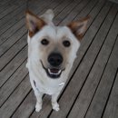 진도애견훈련소 이미지